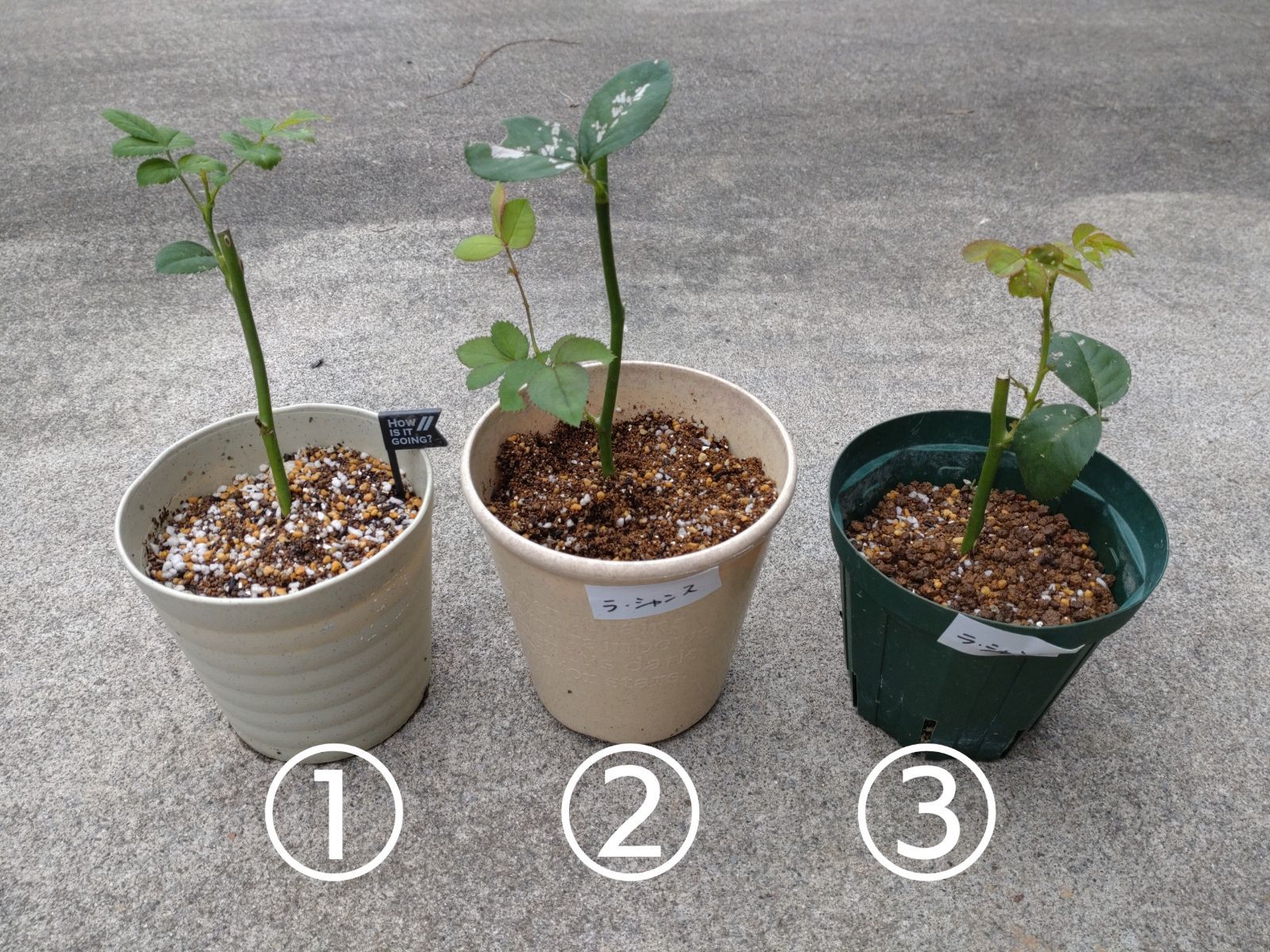 ✨サーモンピンクのカップ咲き✨ バラ苗 切り花品種 挿し木 - メルカリ