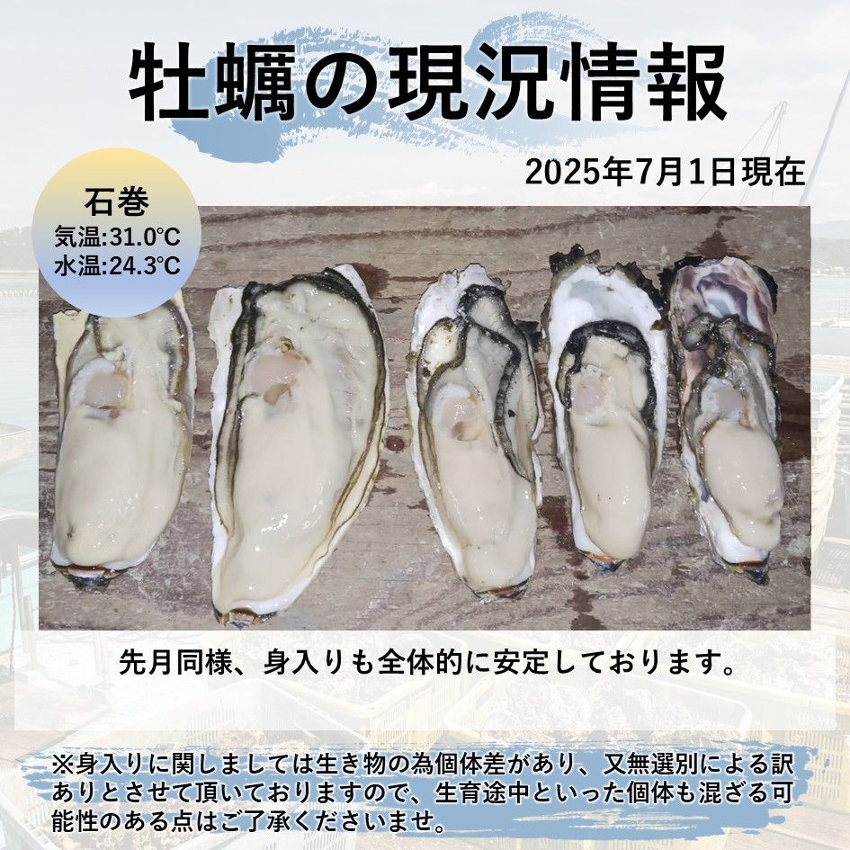 生食OK 三陸産 殻付き 生牡蠣 3kg 希少 数量限定 新鮮 宮城 石巻 鉄分 ミネラル豊富 希少 カキ バーベキュー 貝 魚介類 かき 贈答 パーティ 刺身 焼く 蒸す 揚げ 漬け カキフライ 鍋 栄養 海の幸 贈り物 牡蠣 お中元