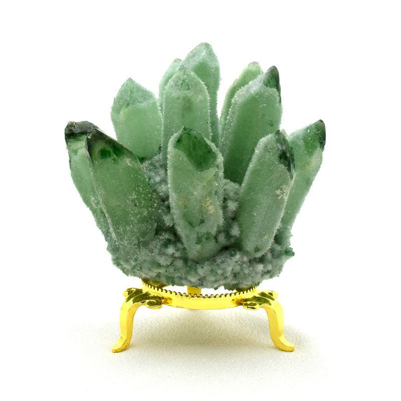 Alocasia Dragon mint NO2 大株 Alocasia Dragon scale mint NO2 大株