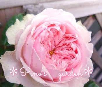 ラスト1点！ レア切り花品種 淡ピンク色ロゼット咲き バラ苗 挿し木 - メルカリShops