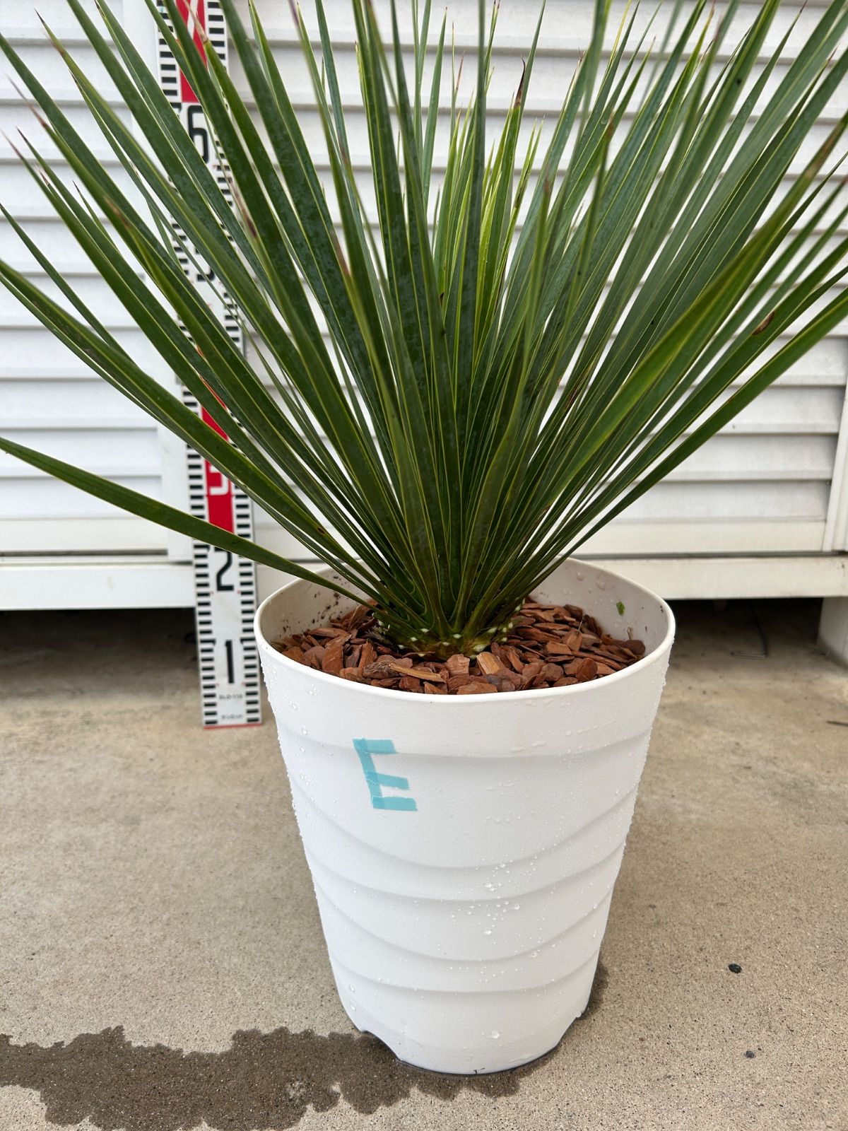 ユッカ ロストラータ　大　タイ産　ドライガーデン e 181213436_o3.jpg?