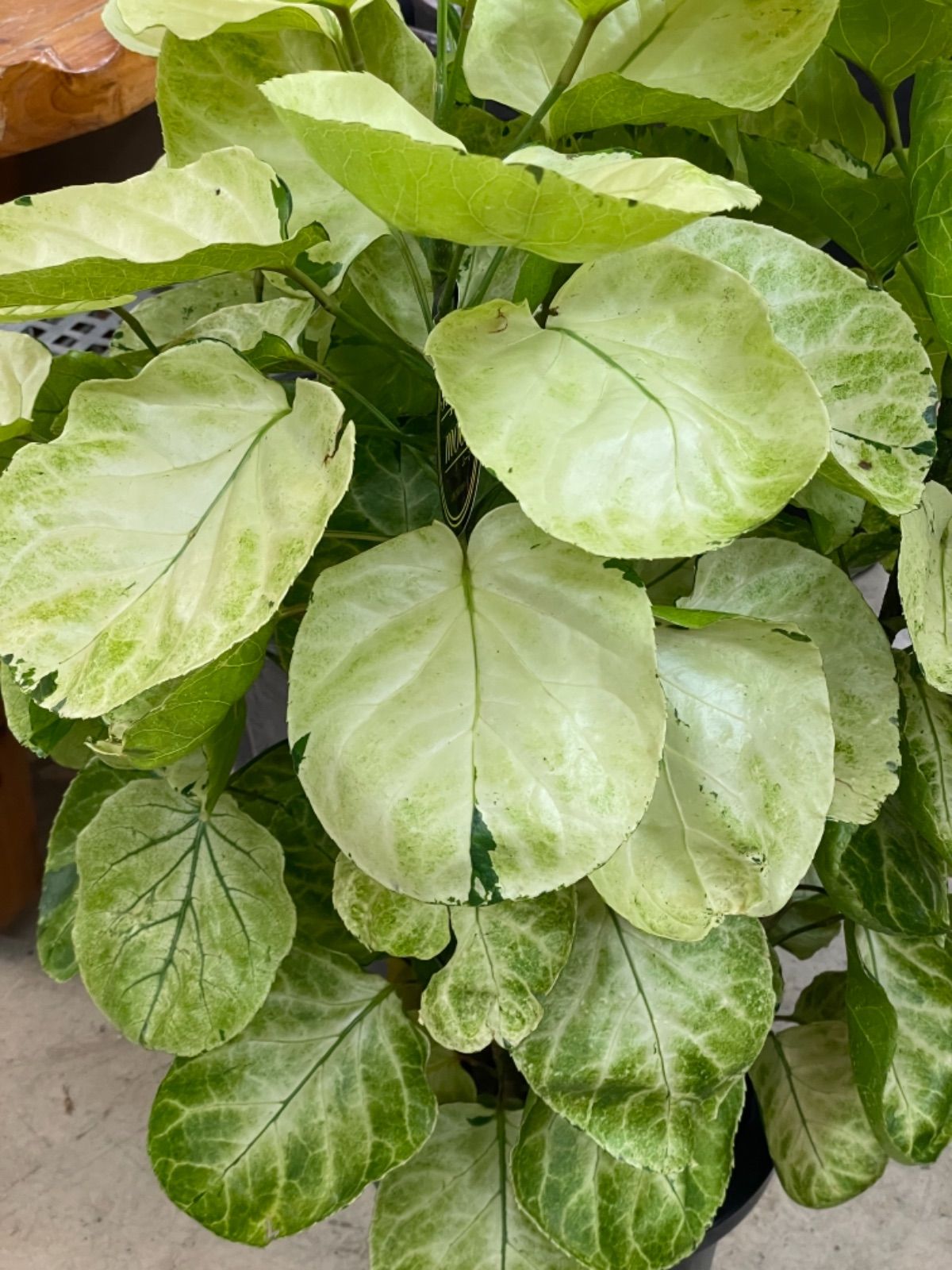 超希少❗️ポリシャス　フリスビー　スーパームーン✨ ポリシャスフリスビースーパームーン❣️斑入り❣️ - メルカリ