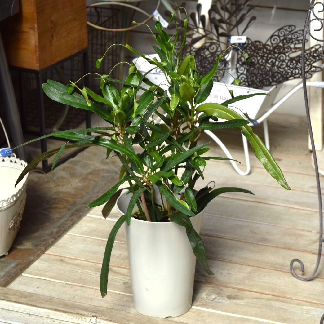 パンダガジュマル（曲がりあり）（持ち込み古い） パンダガジュマル