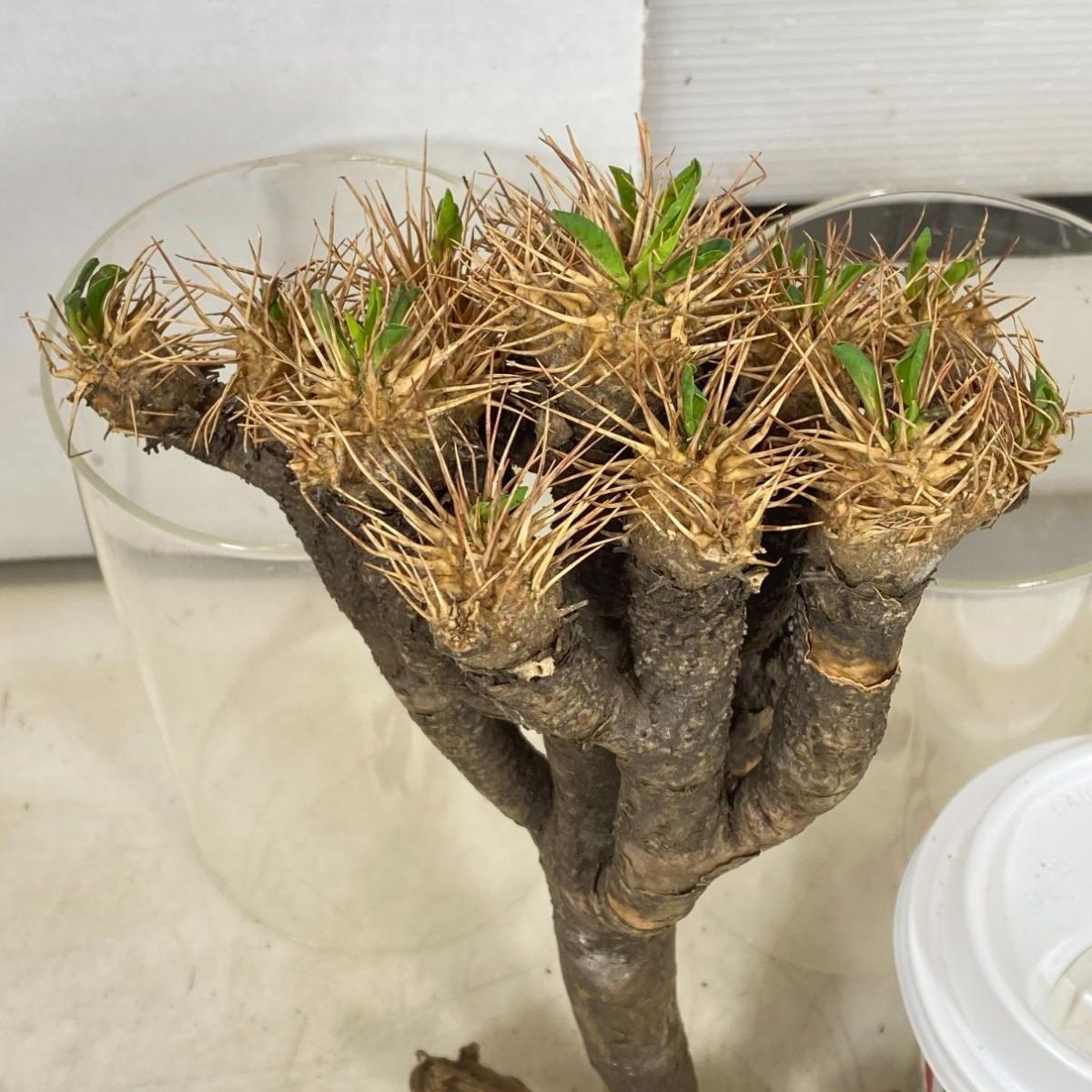 8060 「多肉植物」ユーフォルビア ギラウミニアナ 抜き苗【12/19最新到着・Euphorbia guillauminiana・マダガスカル・塊根 植物】 - メルカリ