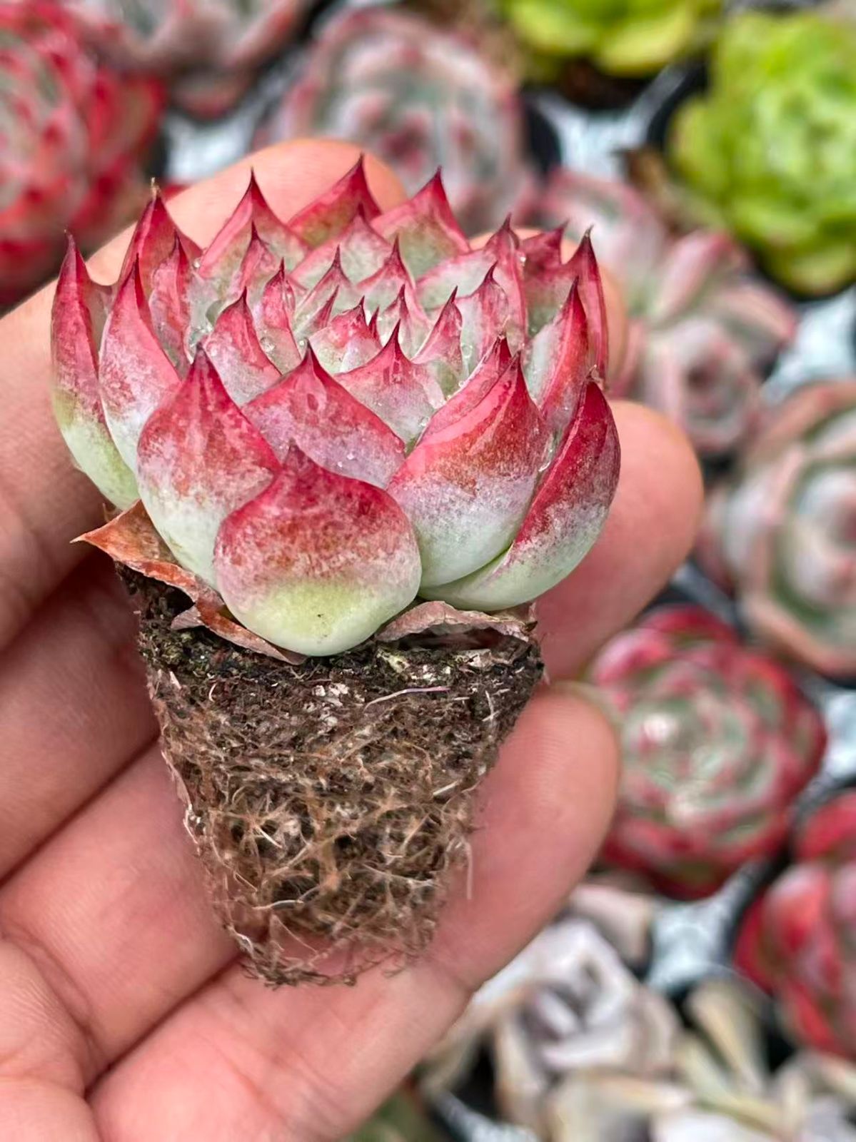 多肉植物