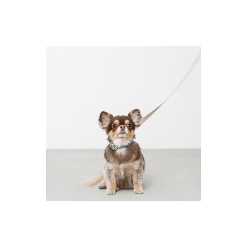 小型犬