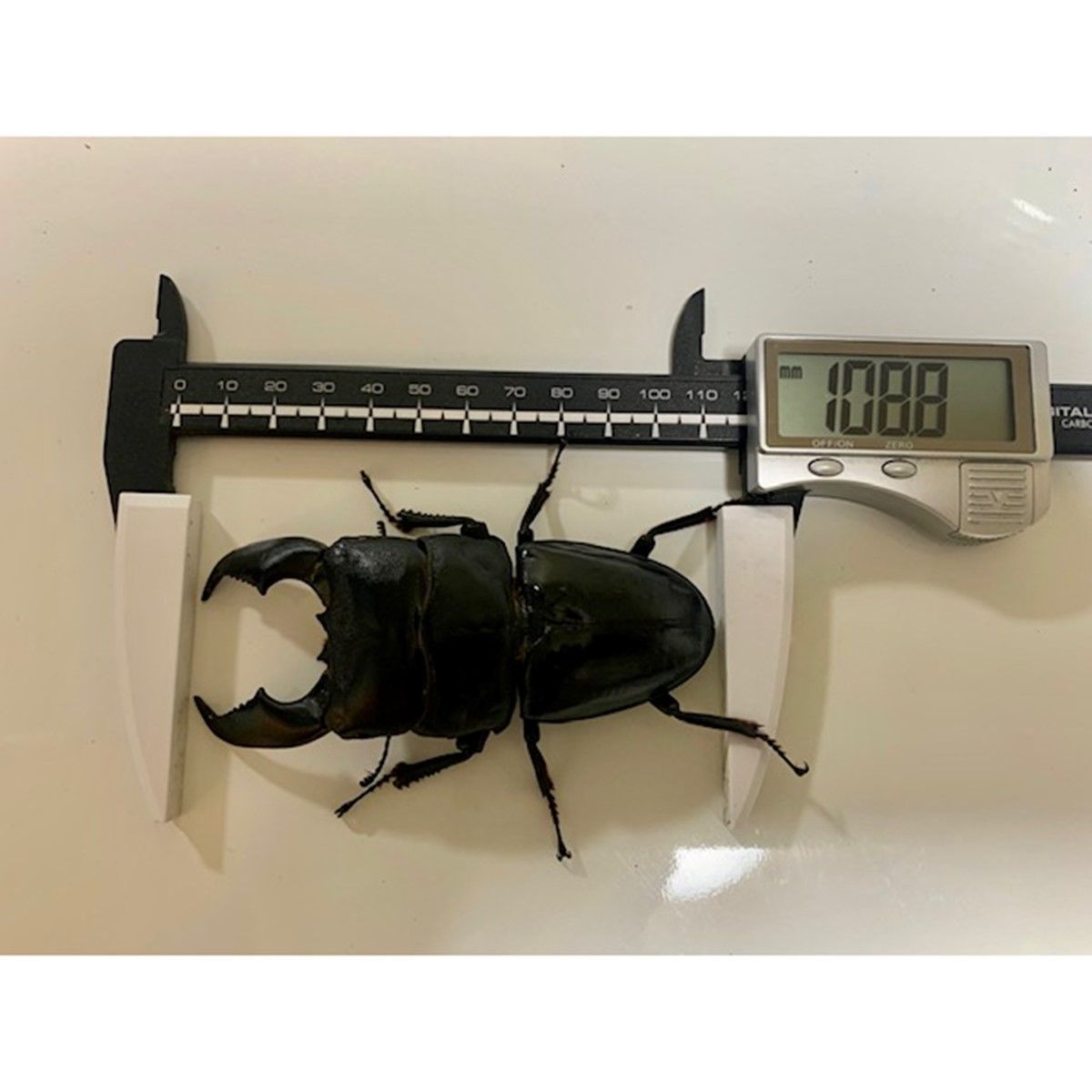ギネス2冠 スマトラオオヒラタ108.8mm【DDA】G-ZERO 菌糸 1500ボトル 3本セット dda クワガタ 菌糸瓶 菌糸ビン 幼虫 エサ