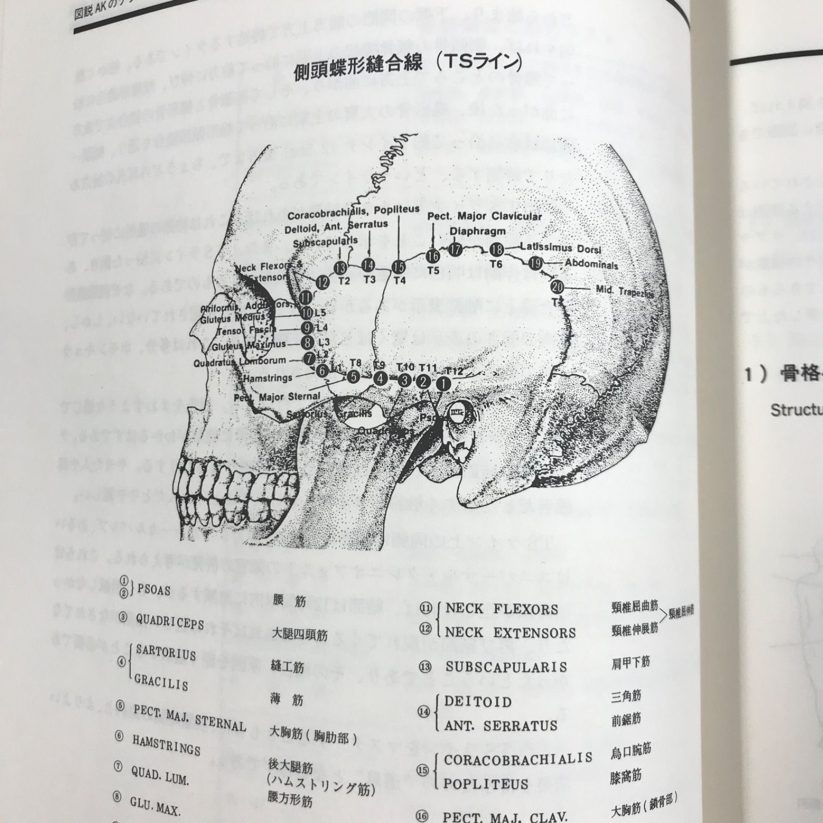 図説AKのテクニック アプライド・キネシオロジーの理論と治療法