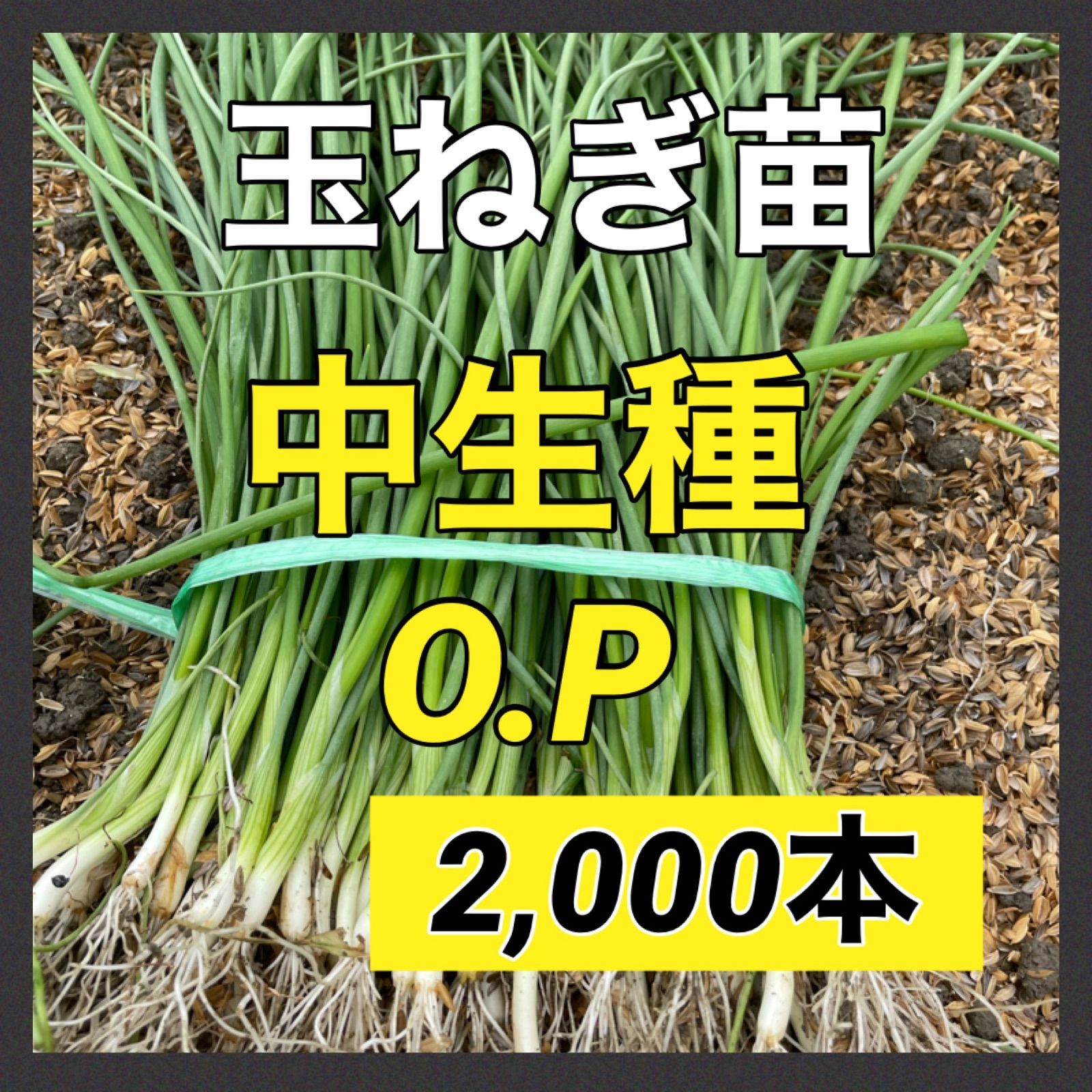 2,000本‼️O.P黄玉ねぎ苗‼️耐病性に強く長期保存可能です - 食品