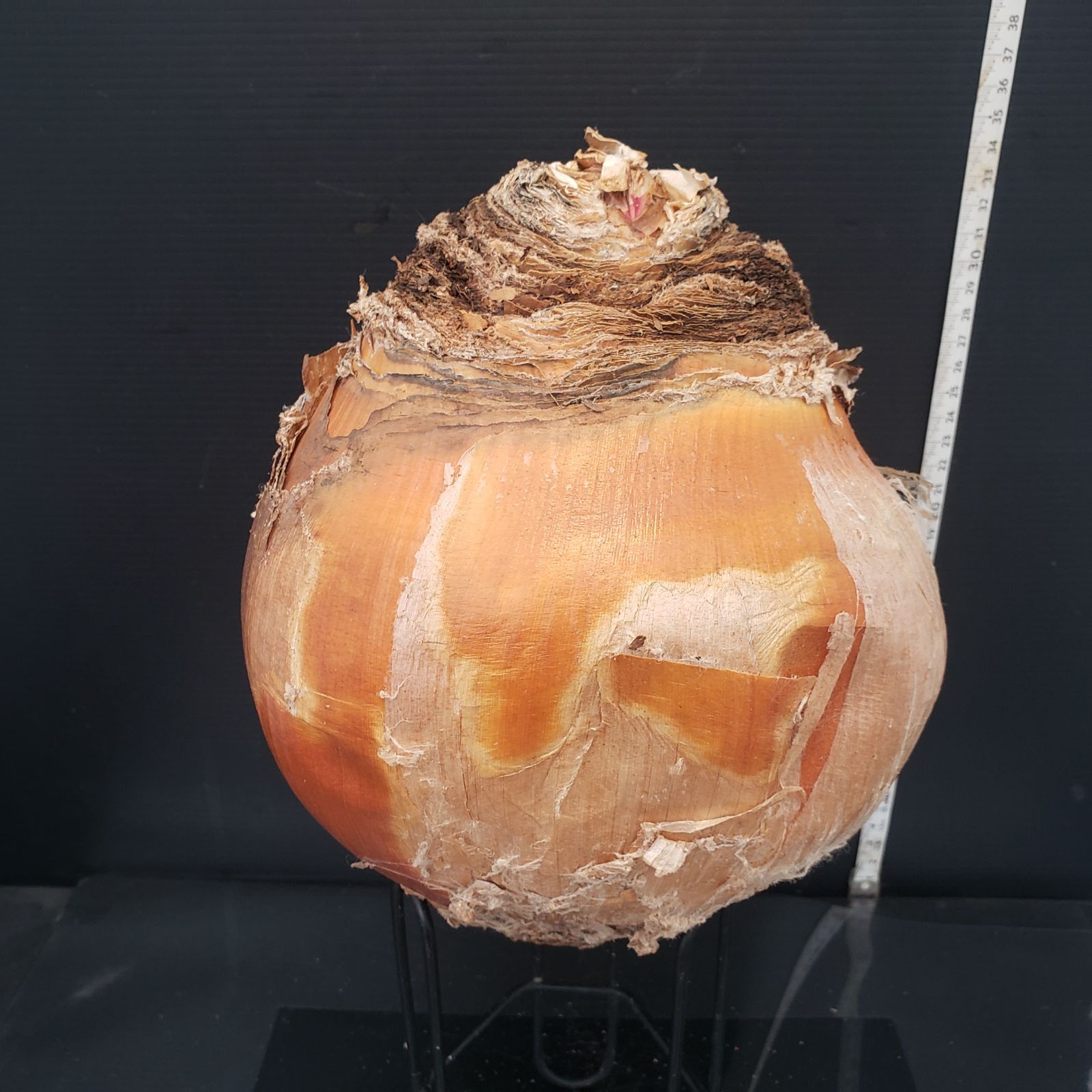 Z407 最新到着 Boophane ハエマンソイデス 現地球 抜き苗 球根植物 ブーファン ハエマンソイデス