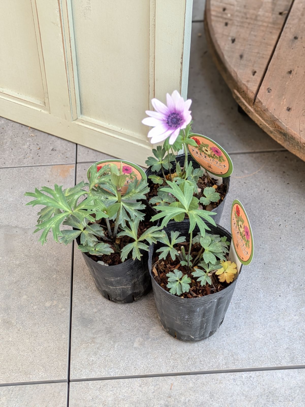 ストレチア レギネ 花芽付き ストレリチア レギネ 6号鉢花芽付き ストレリチア・レギネ 6号