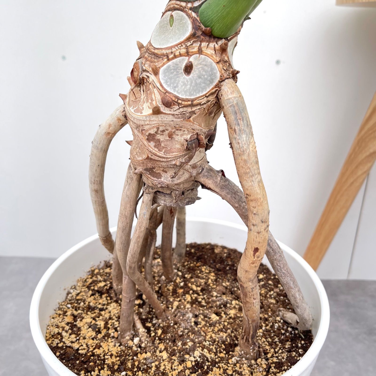 フィロデンドロン セローム 幹上がり【現品】観葉植物 室内 特大 