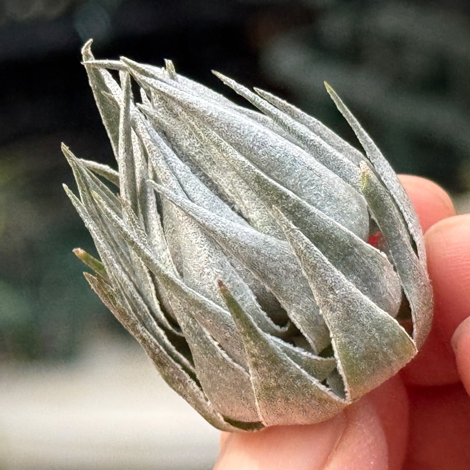 メタリックシルバーな輝き ＊