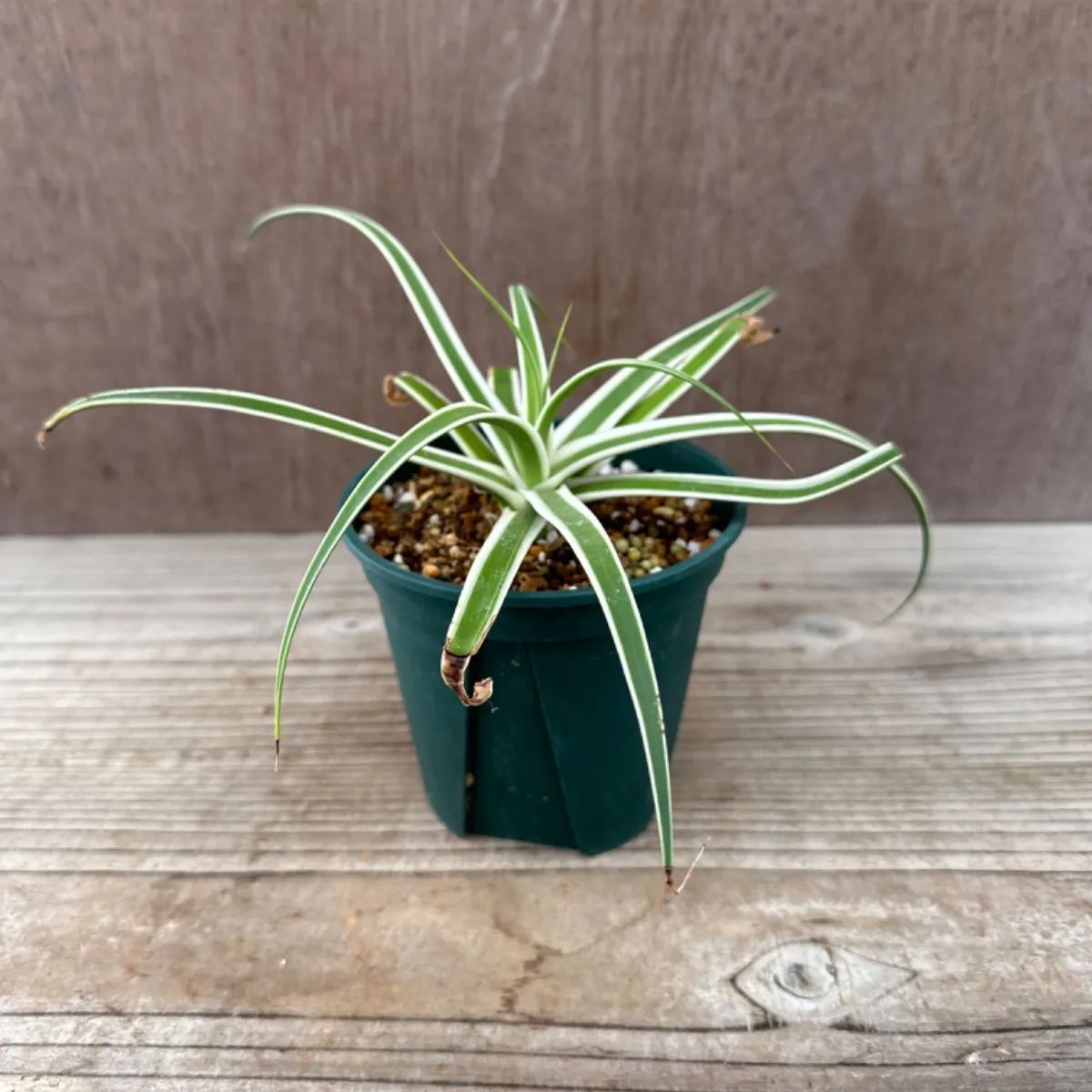 アガベ ブラクテオーサ モンテレイフロスト 【公式通販】 アガベ ブラクテオーサ モンテレイフロスト 【公式通販】