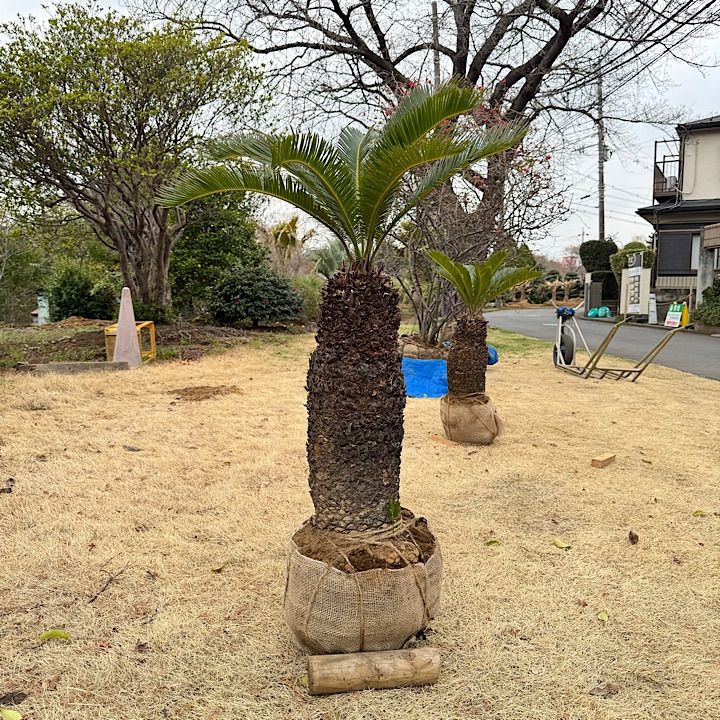 ラ*ル様 多肉植物 五十鈴玉錦 最上級斑入り 鮮明錦 10株