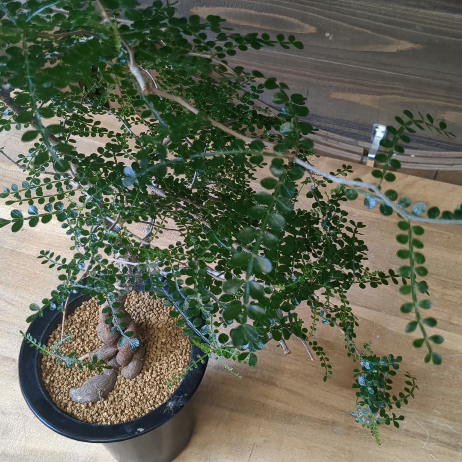 激レア/ブラックスキン/極太/ドワーフ 】アデニウム アラビカム カピ