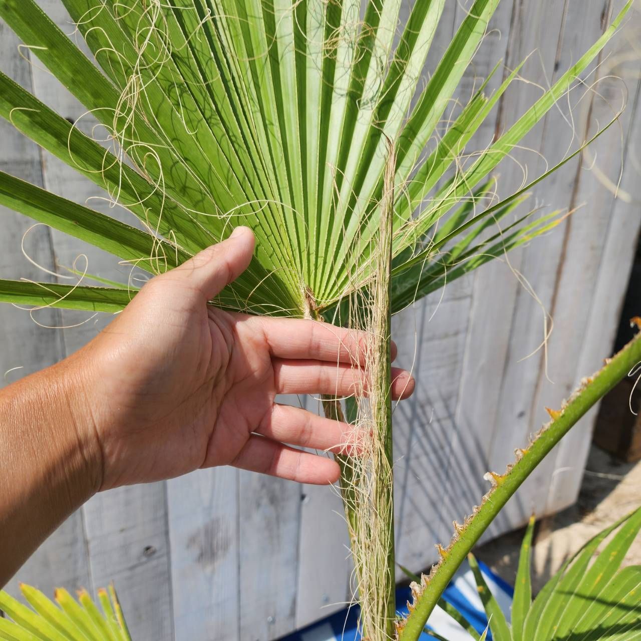 ワシントンヤシ フィリフェラ　Washingtonia filifera ワシントニア・フィリフェラ ｜Washingtonia filifera | DESERT INC.