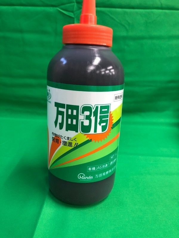 万田31号