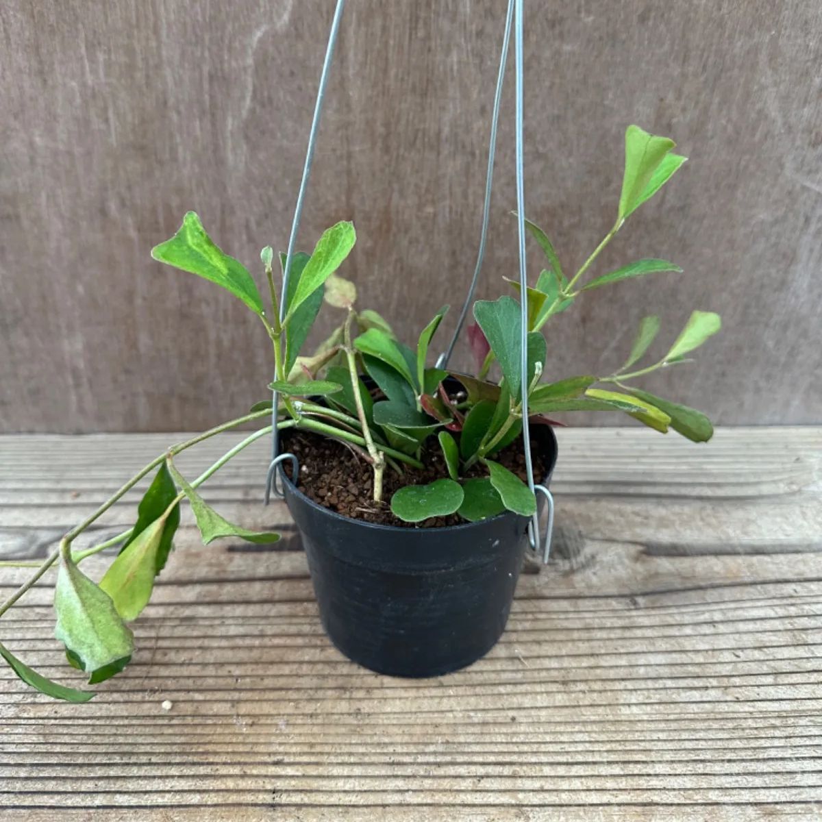 ホヤ マニプレンシス① サクララン 桜蘭 3号 Hoya manipurensis 観葉