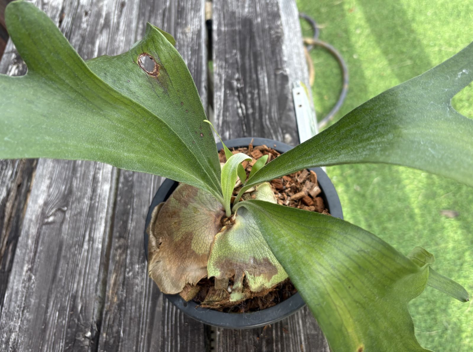 ビカクシダ P. hillii Panama ヒリーパナマ