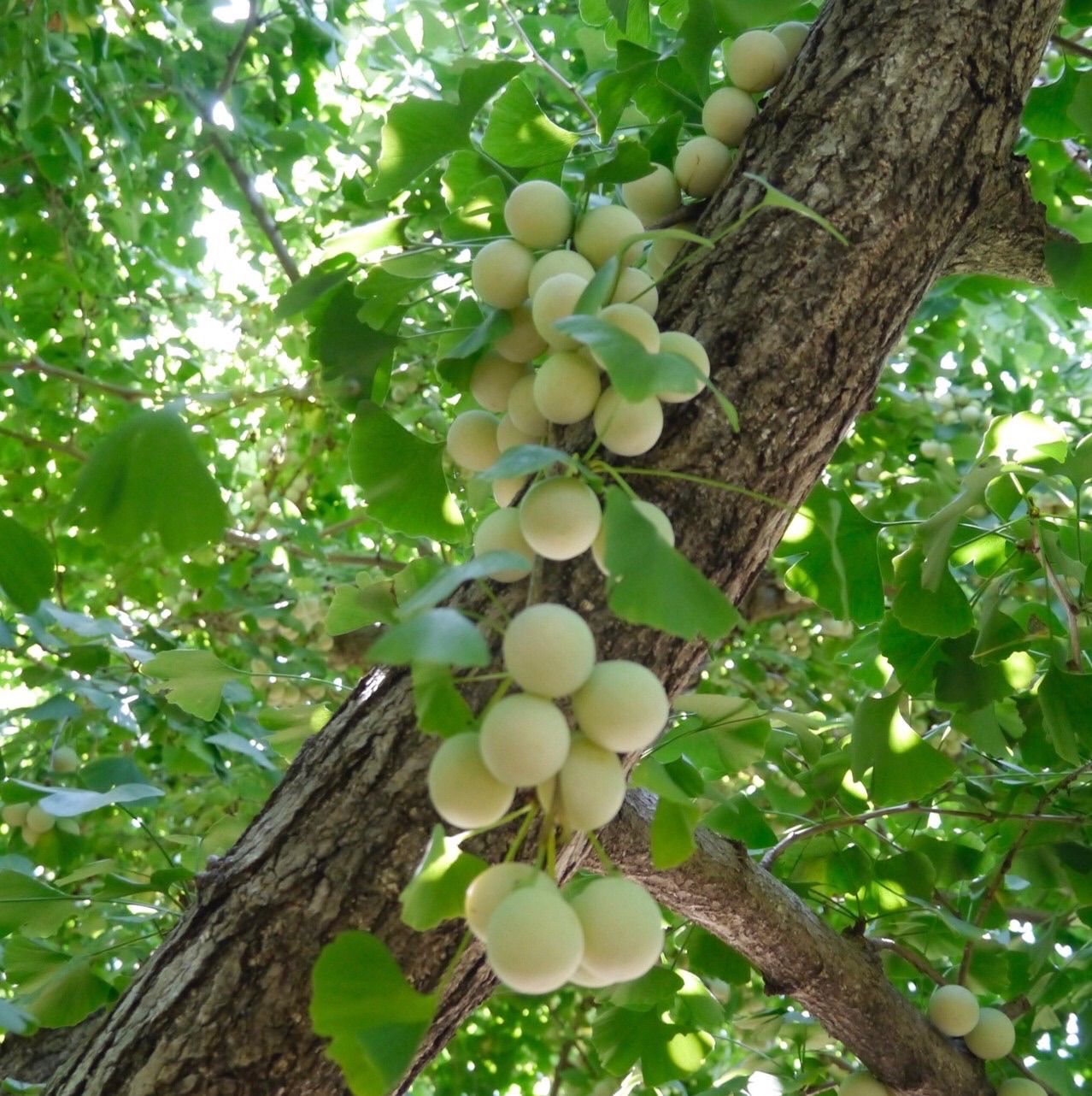 2023年新物 藤九郎 銀杏 祖父江産 4L 2kg - 野菜