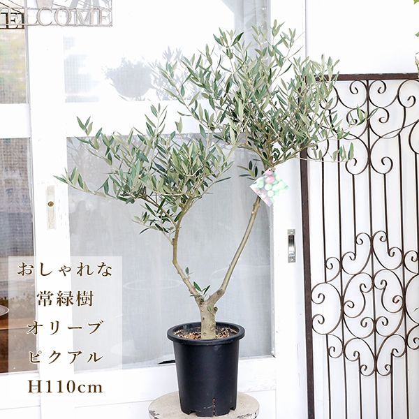 現品販売 常緑苗木 オリーブ ピクアル 7号 H110cm 創樹 SOUJU