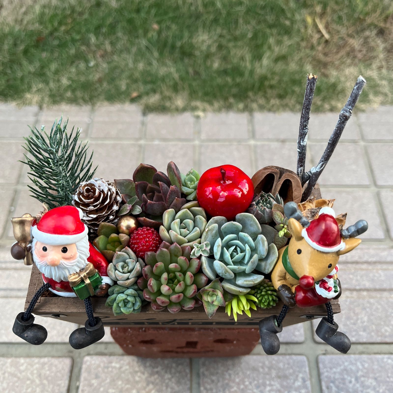 ♡そのまま飾れる♡クリスマスの多肉植物寄せ植え