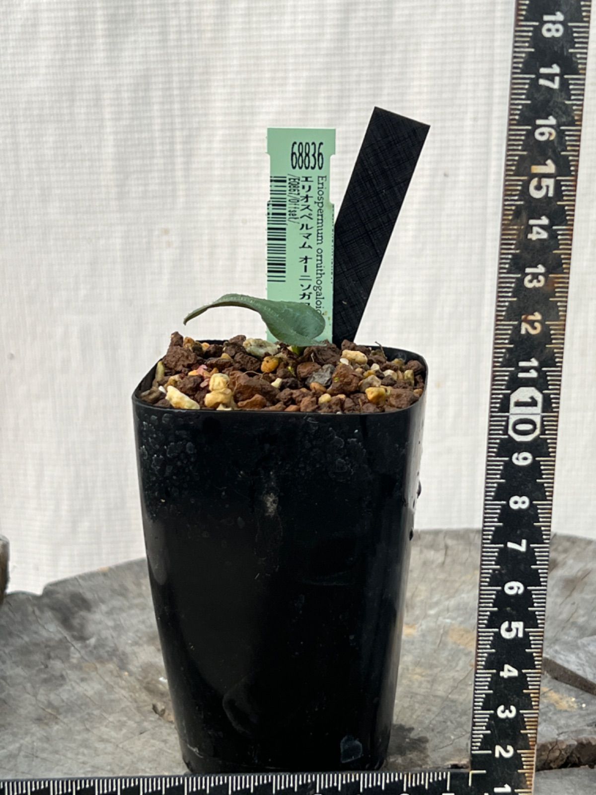 ⑪ ストレリチアオーガスタ 8号 特大苗木最高等級極上品‼️ ②