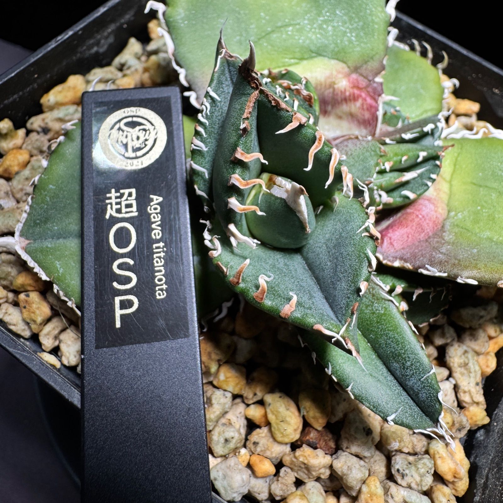 アガベ　オテロイ　チタノタ　シャック　OSP産 アガベ チタノタ 'シャック' Agave titanota 'SHAQ' @n.plants さん