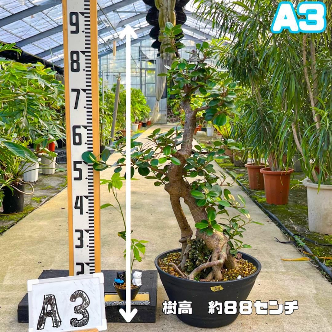 極太パンダガジュマルA3・約88センチ・幹太・葉数多め・盆栽仕立て