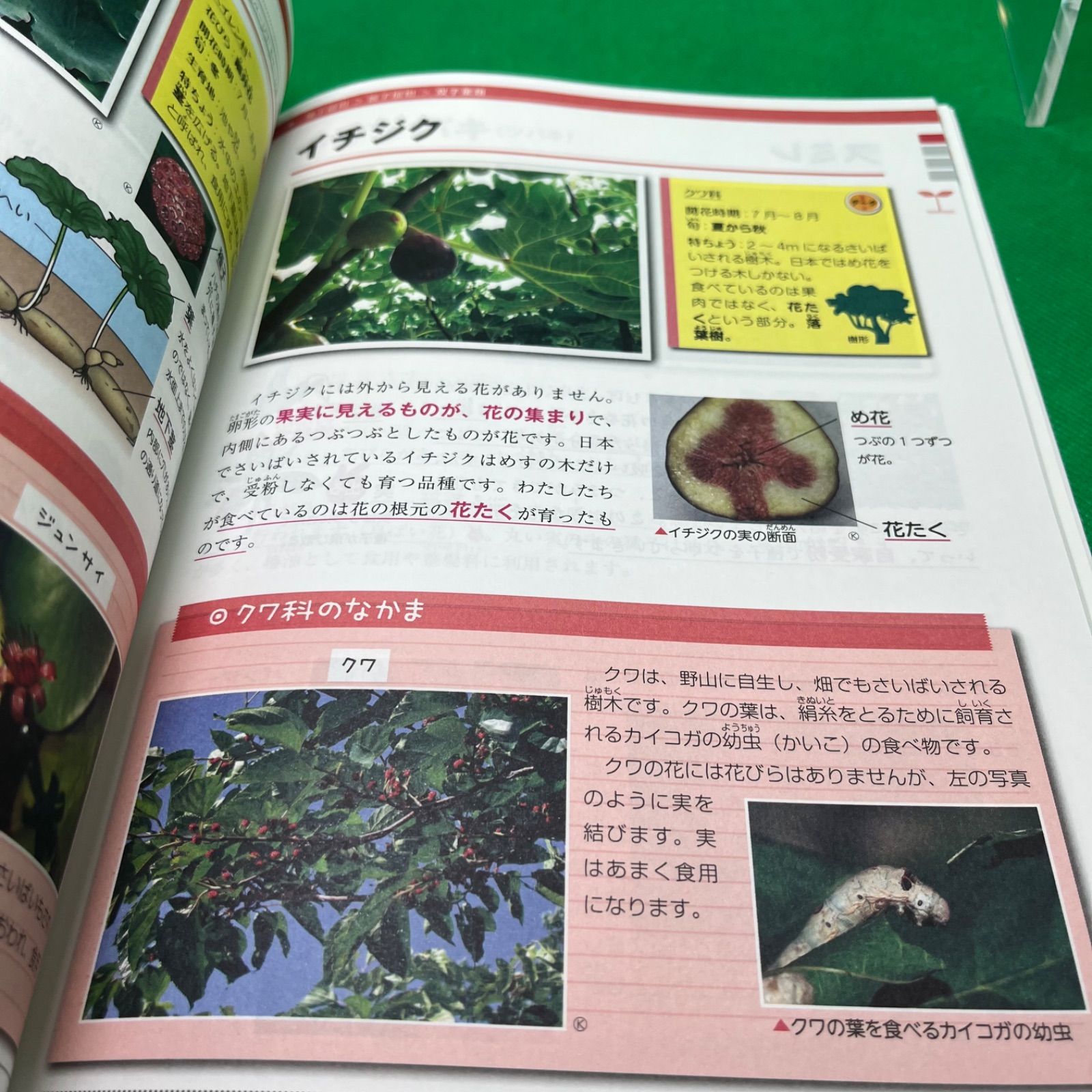 入試に出る植物完全攻略: 別冊入試過去問集・ポスターつき (中学入試