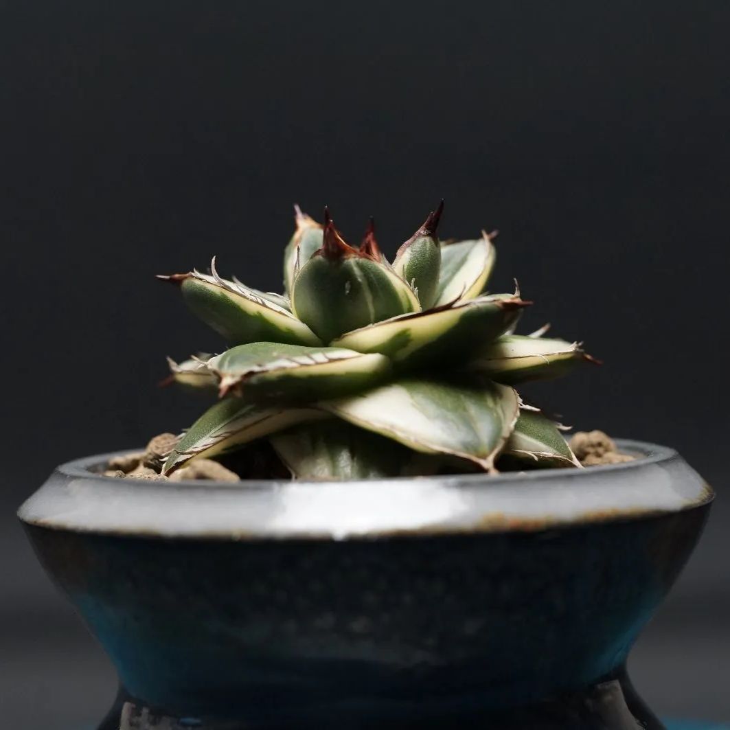 アガベ　ピンキー アガベ ピンキー【発根管理中】TC株 Agave Pinky 多肉植物 珍奇