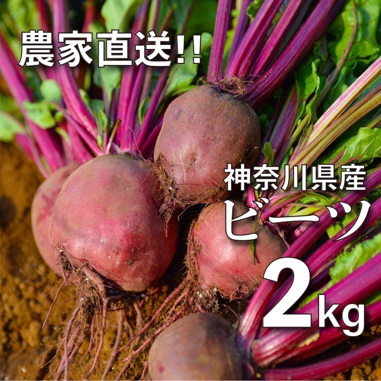 【農家直送】新鮮ビーツ ２kg【農薬不使用】【神奈川県産】-0