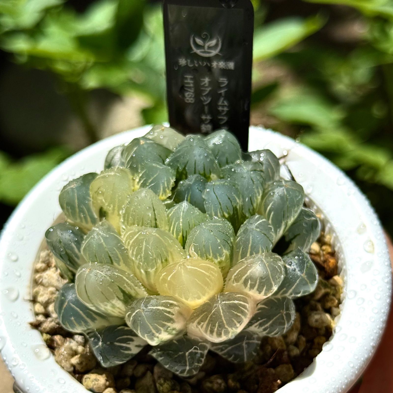 ハオルチア オブツーサ錦⭐️赤い鳥⭐️ 透明度超高　極上美苗　極上美品　発根済み。 赤い鳥オブツーサ錦 H1769 多肉植物 ハオルチア 赤い鳥 極上株