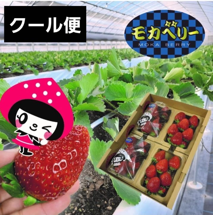 ④4/9 いろいろなサイズ4P モカベリー イチゴ 苺 いちご 果物 - メルカリ