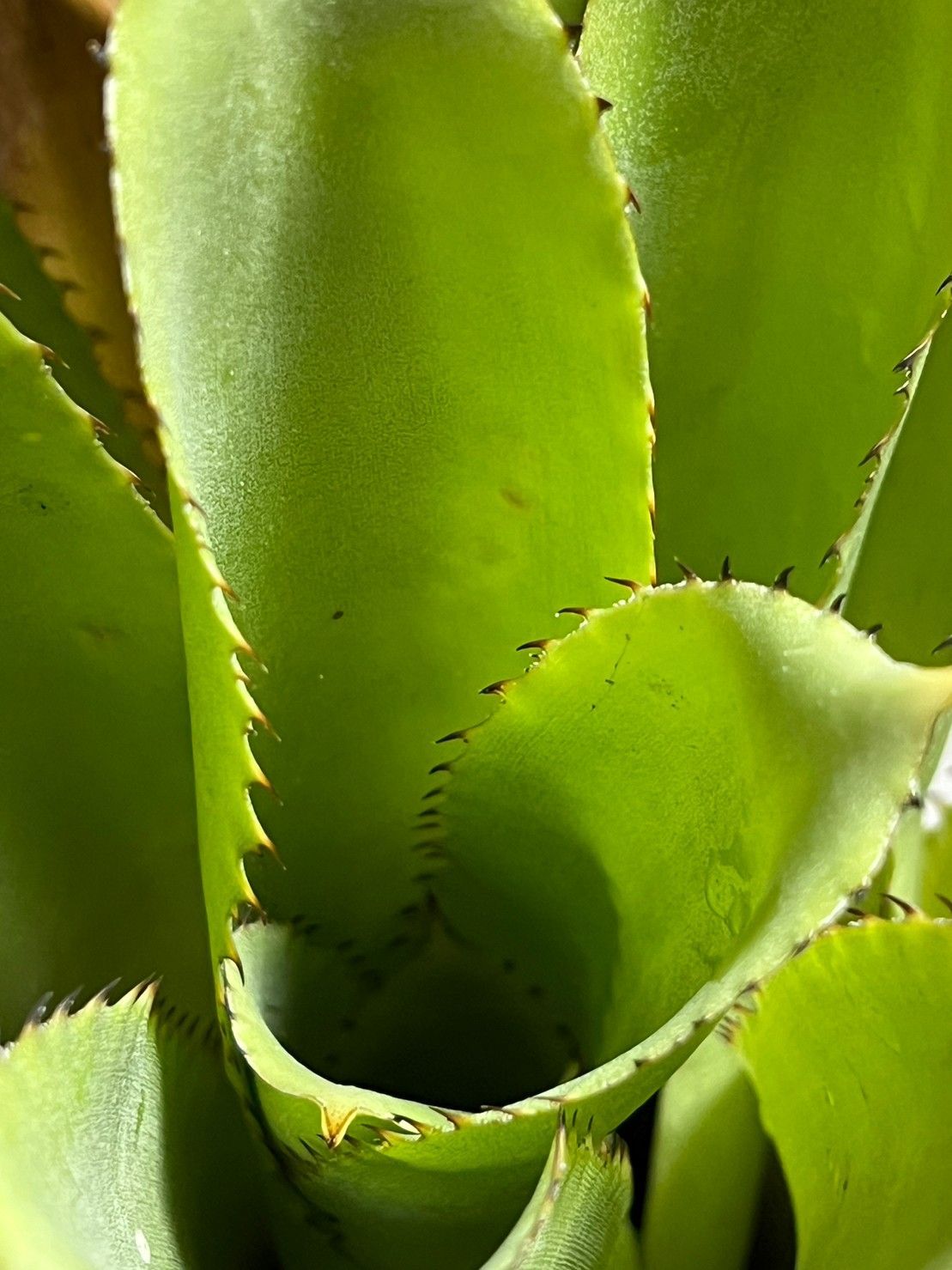 57. 特大株 ▽Hohenbergia Catingae▽ ホヘンベルギア カティンガエ