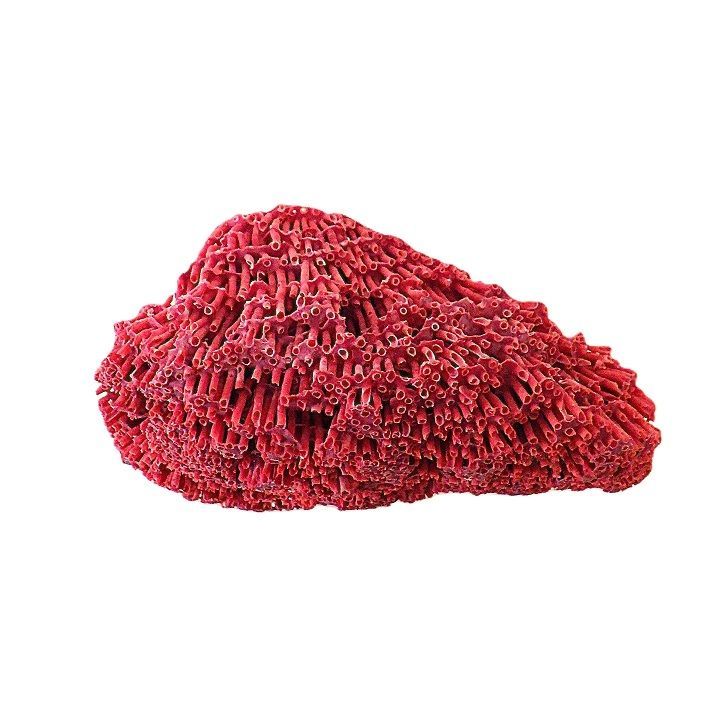 サンゴ礁 珊瑚礁 パイプオルガン珊瑚 珊瑚 サンゴ 赤珊瑚 管珊瑚