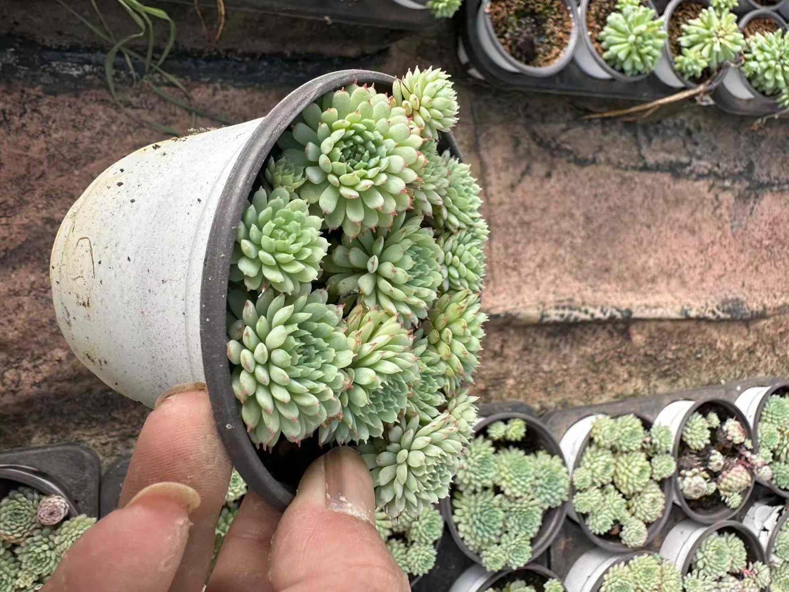 多肉植物 アエオニウム