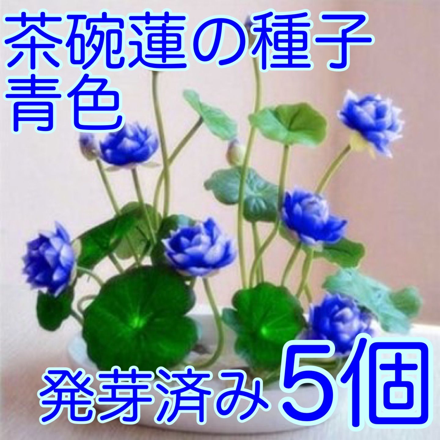 【発芽済み】茶碗蓮の種子　青色　5個