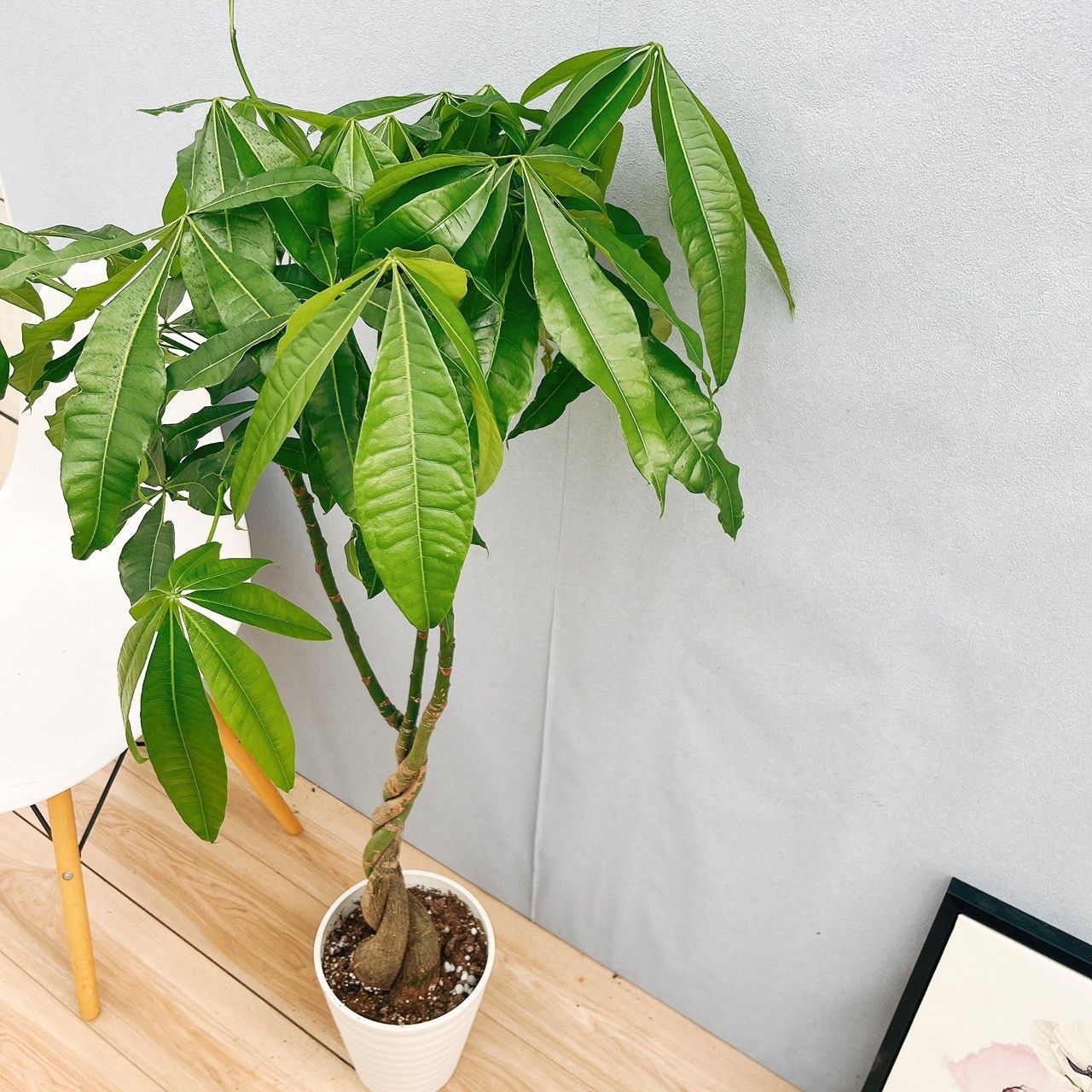 現品　パキラ　編み込み　ねじねじ　21番　観葉植物　人気　育てやすい　インテリア 楽天市場】パキラ（編込み）6号(18cm)鉢 実生 観葉植物 室内