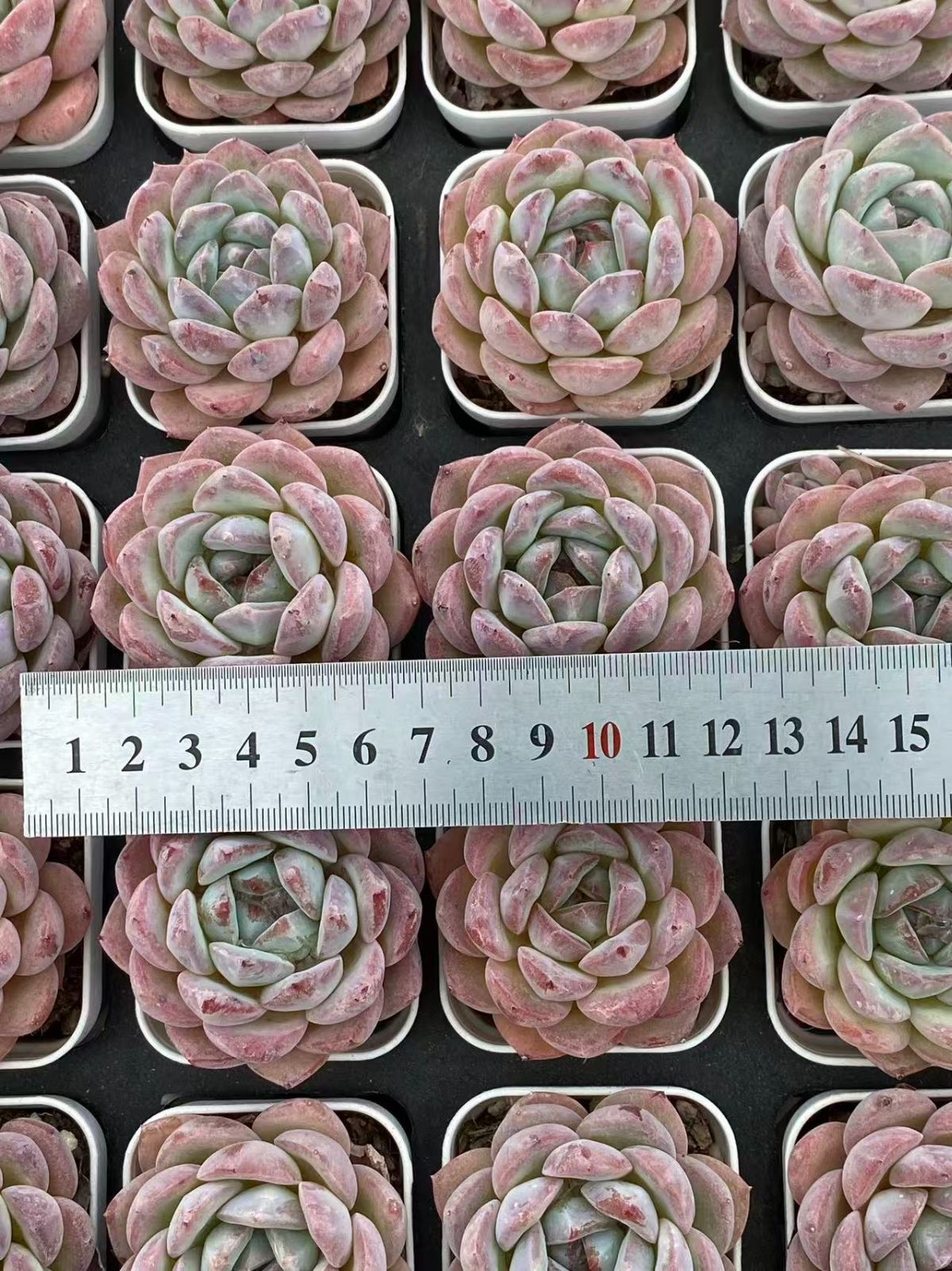 新入荷 イチゴミルク ZM1729×70鉢 抜き苗 多肉植物 アエオニウム