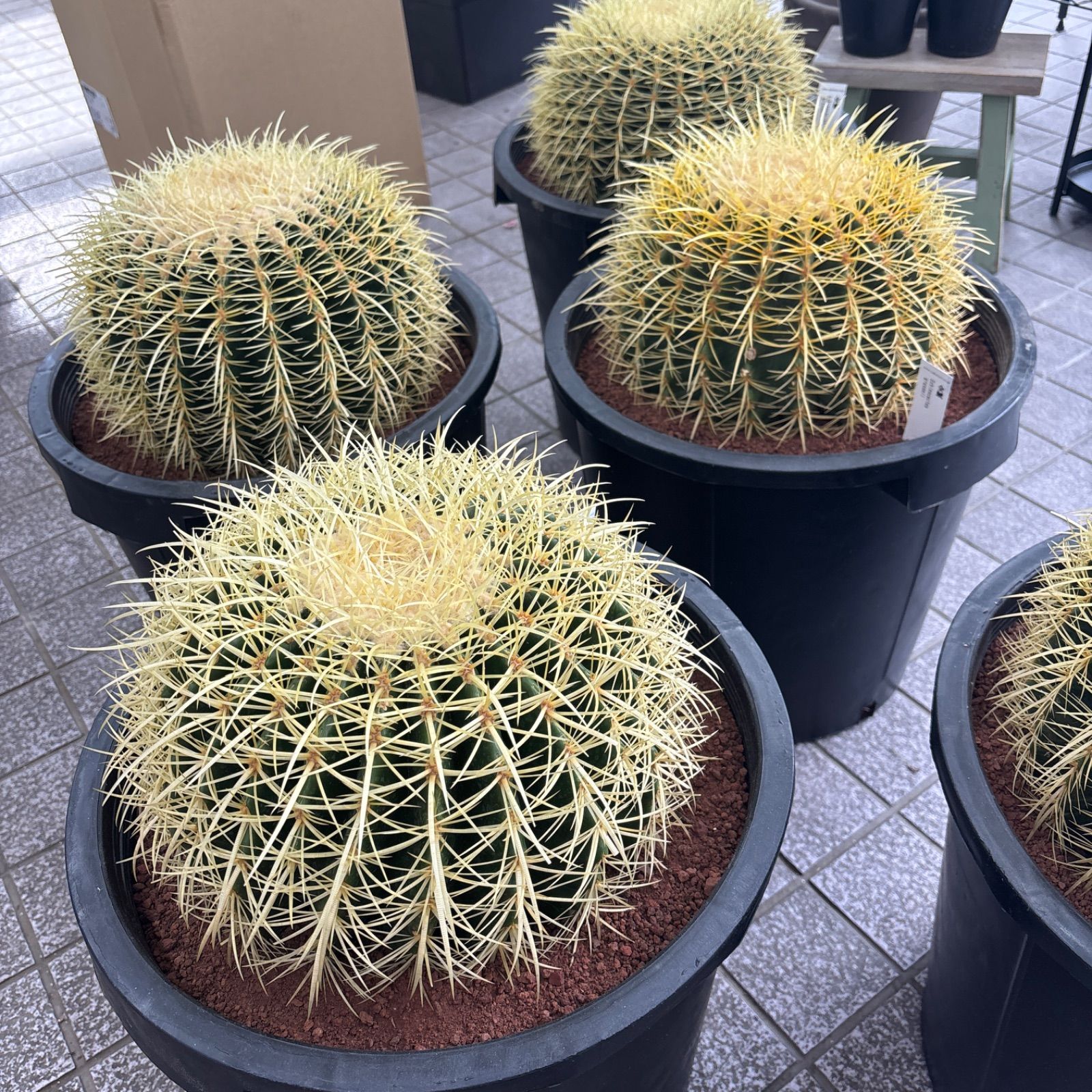 金鯱サボテン キンシャチサボテン 12号特大サイズ