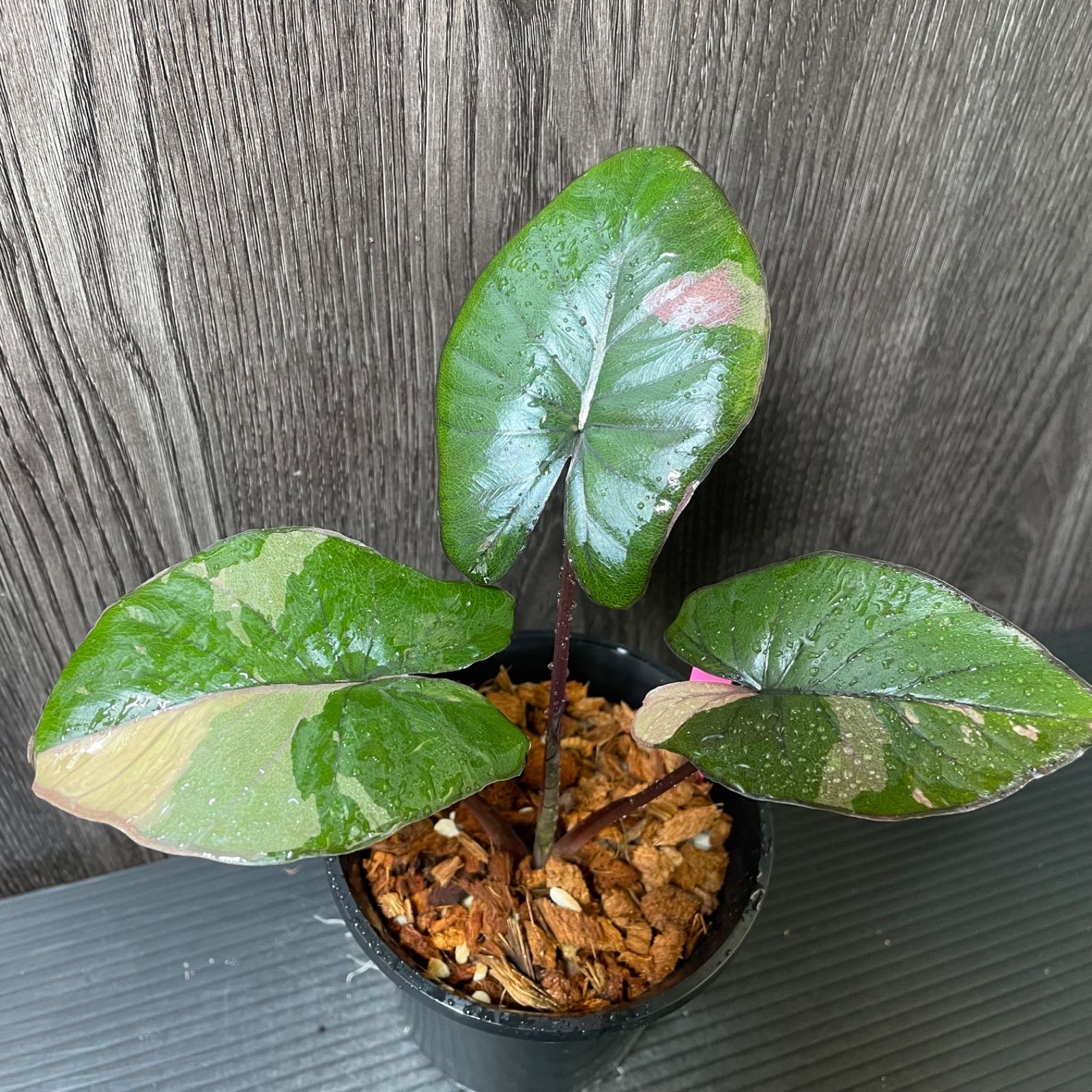 Alocasia serendipity pink variegated アロカシア セレンディピティ ピンク 斑入り - メルカリ