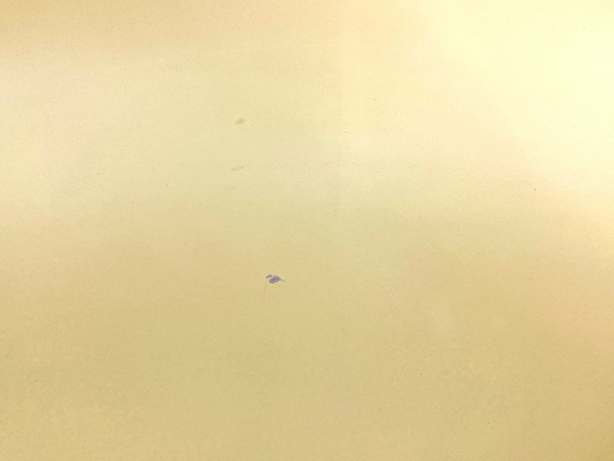 ライトイエロー ラッカー