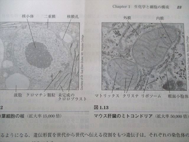 UW81-175 廣川書店 キャンベルファーレル生化学 第6版 状態良い 2010