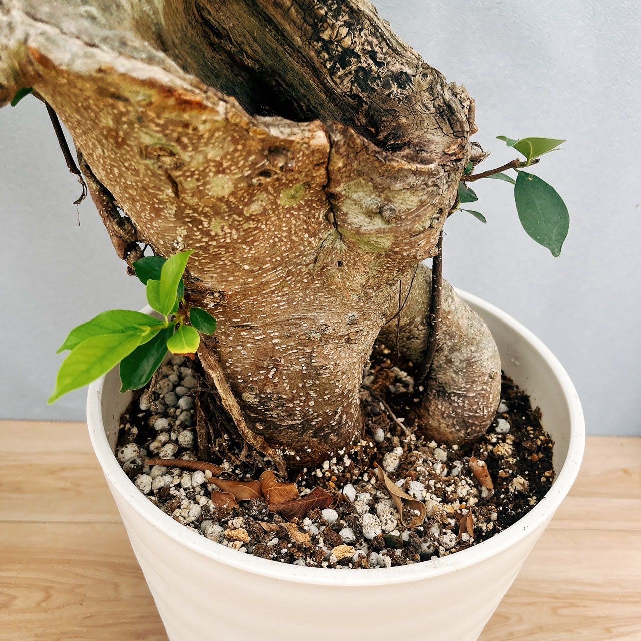 現品］【希少】80番 ガジュマル 極太 10号 尺 観葉植物 室内 レア ゴム