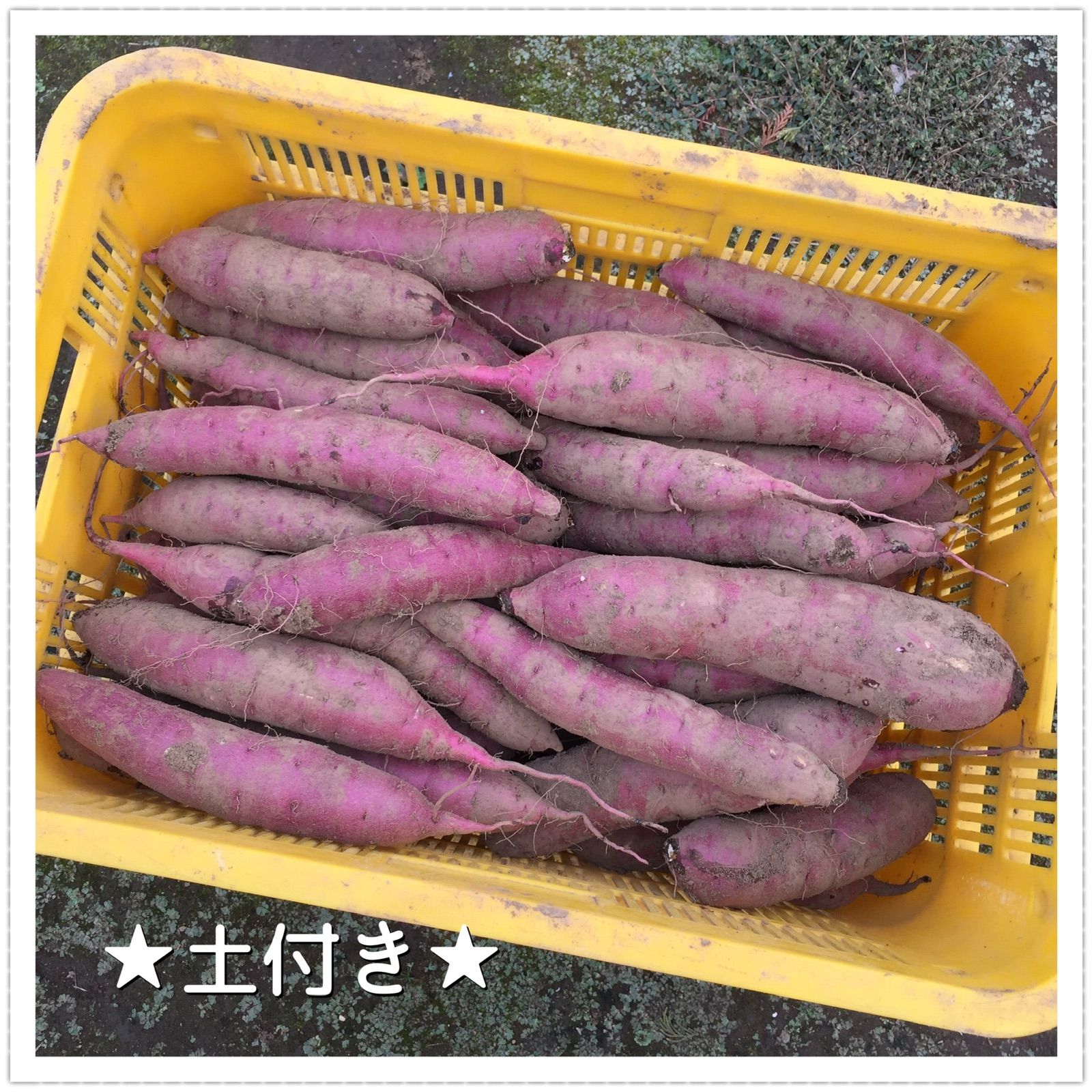 紅はるかA級品Mサイズ】茨城県産！2023年新物（さつまいも）5kg - メルカリ