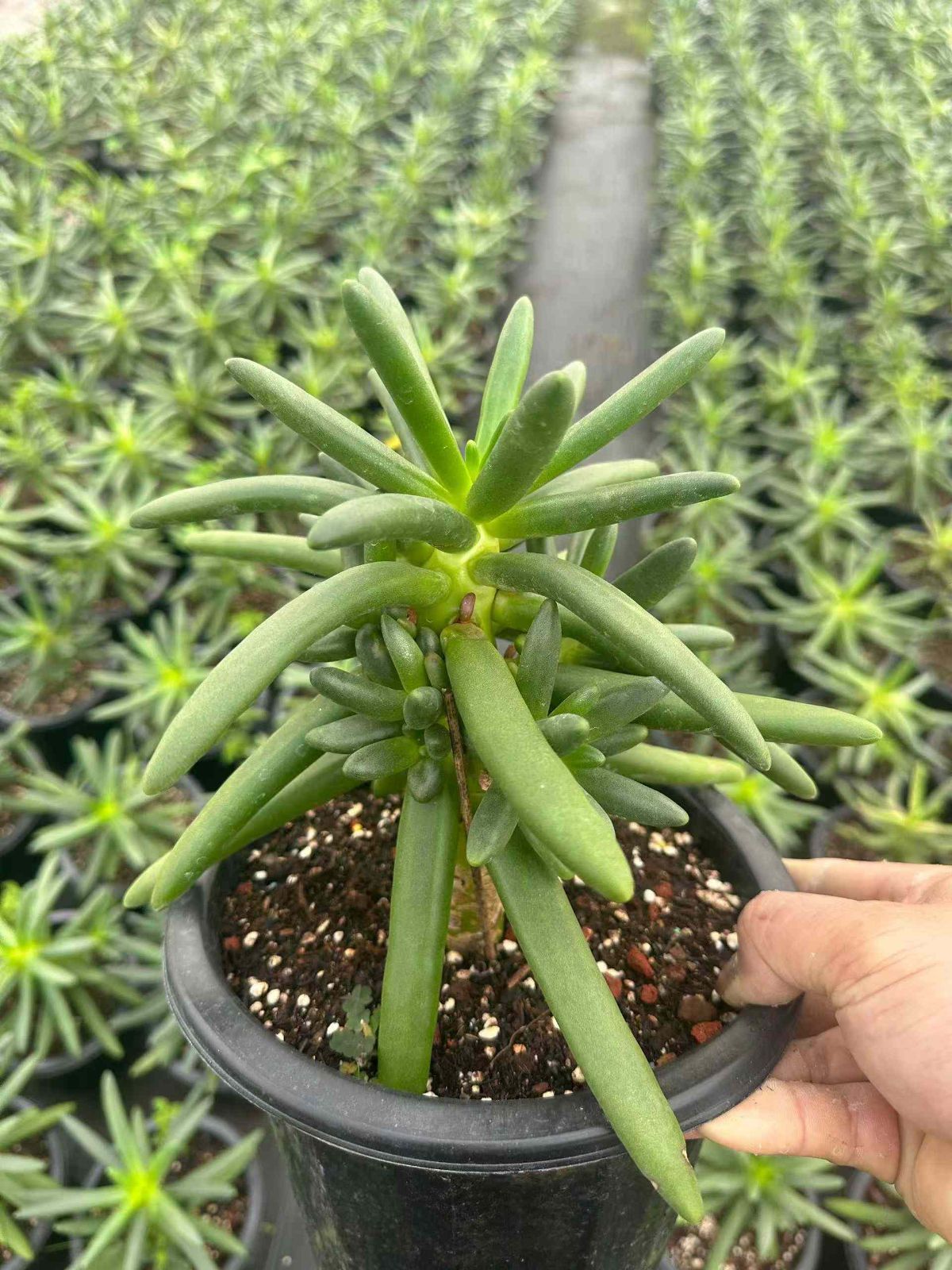 ヤシノキ 抜き苗