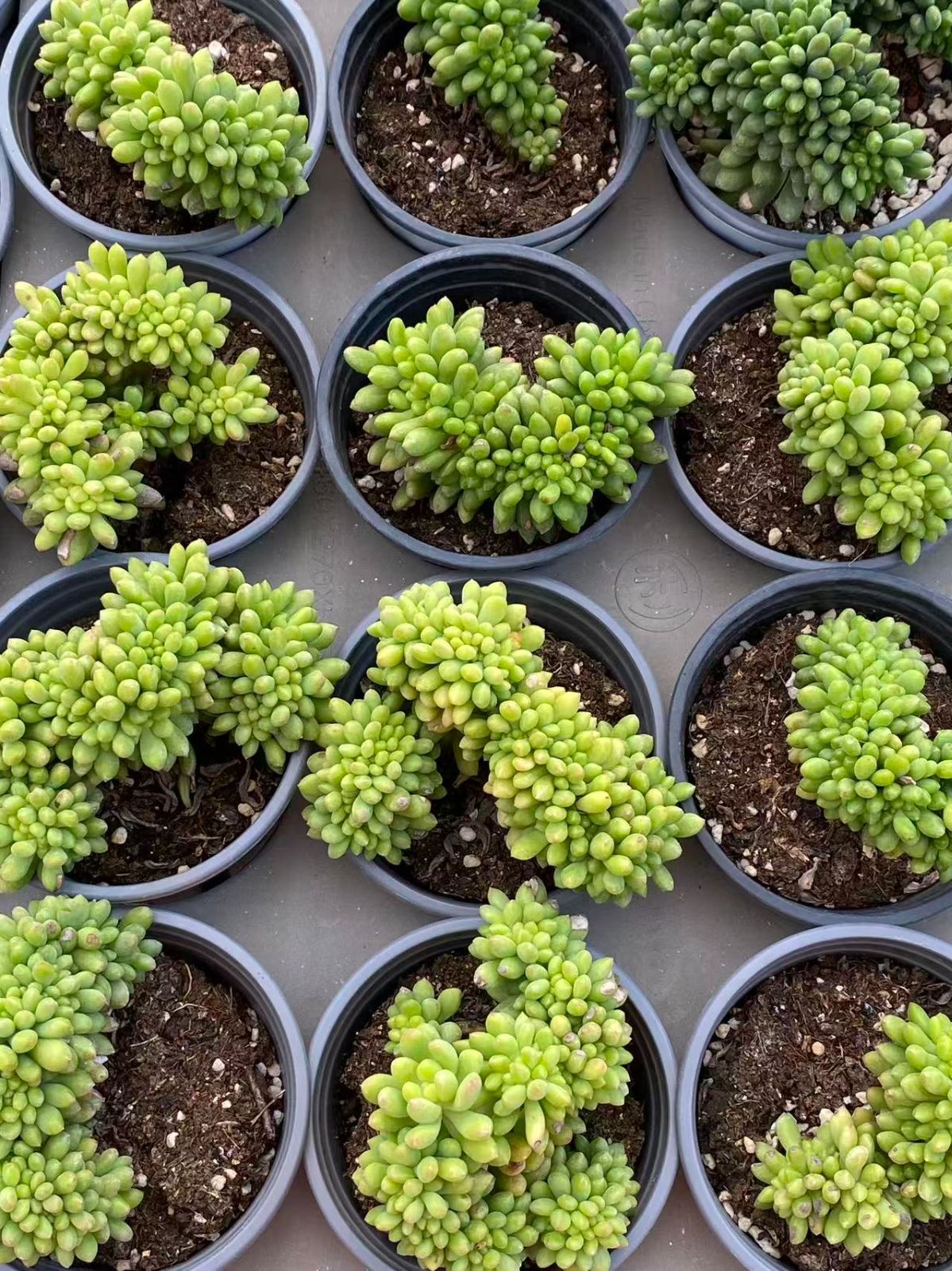 24株の抜き苗セット】春萌綴化 多肉植物 佐川急便発送 エケベリア 韓国