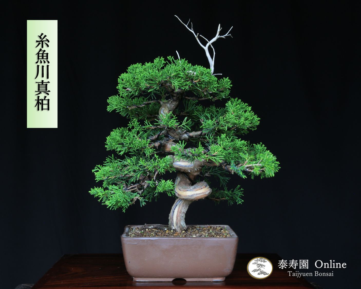 糸魚川真柏 捻転幹 ジン シャリ 小品盆栽 泰寿園 Online 現品 真柏 松柏 松 室内 鑑賞 趣味 卓上盆栽 盆栽鉢 グリーン 和 ギフト プレゼント 贈答品 誕生日 母の日 父の日 敬老の日 記念日 お祝い 優良葉性 インテリア 3